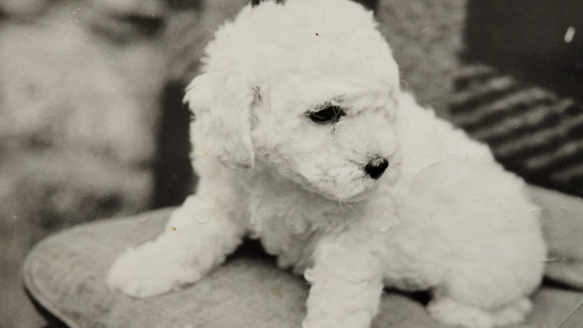 Bijou